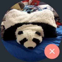 Panda Hoyers