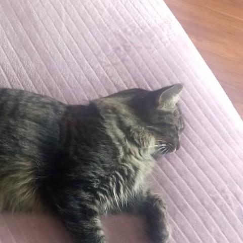 Virilho