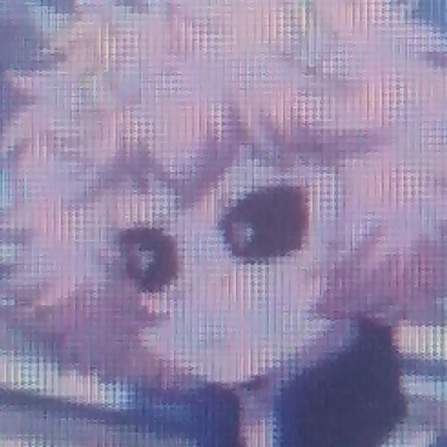Mina Ashido