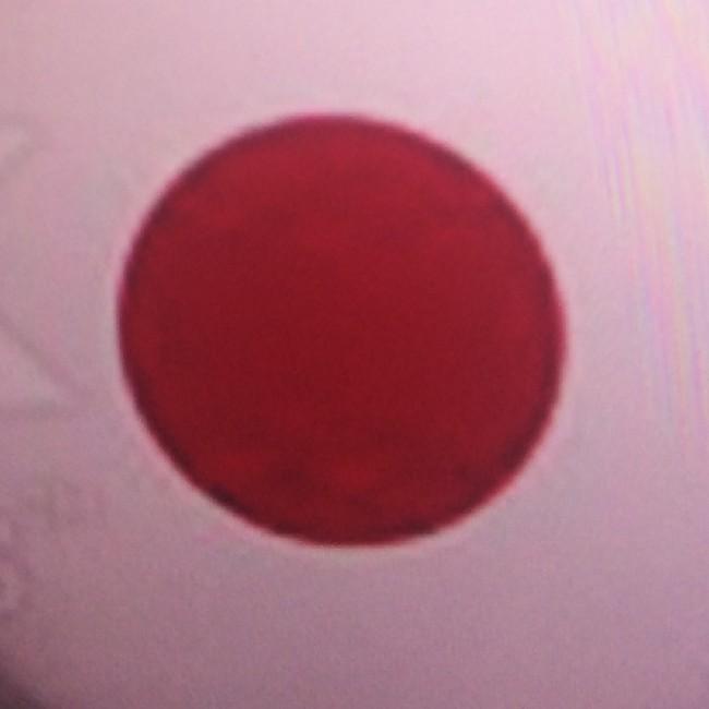 Japon