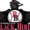 Whiskview Blackbirds