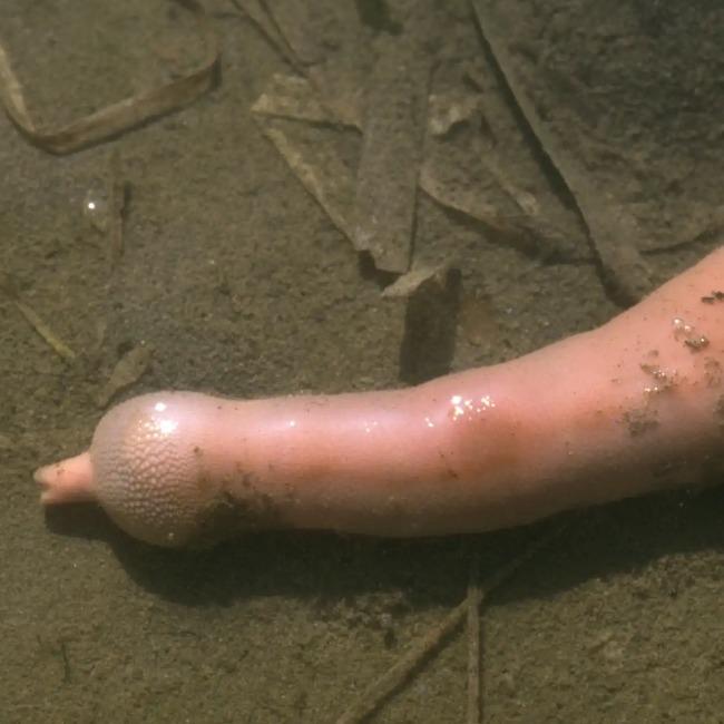 A. PINGA