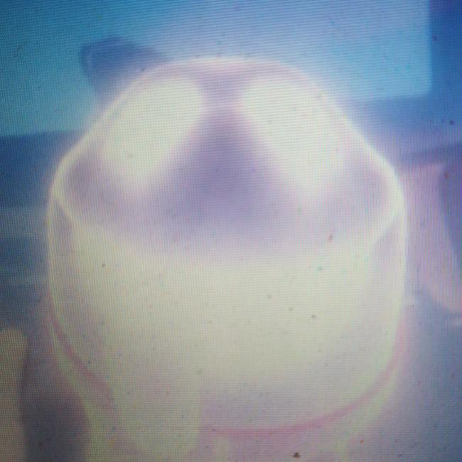 Ectochien