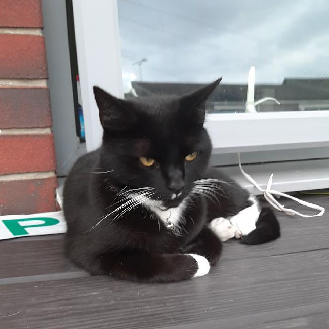 Elvis