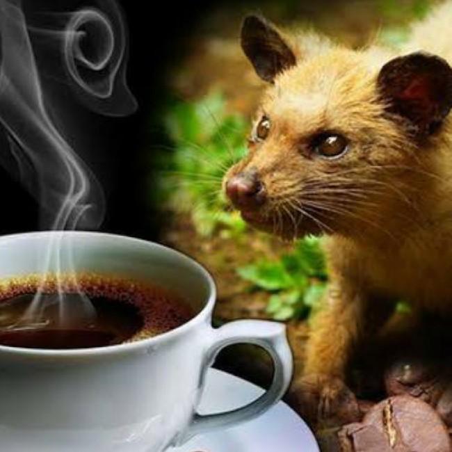 LUWAK CUP