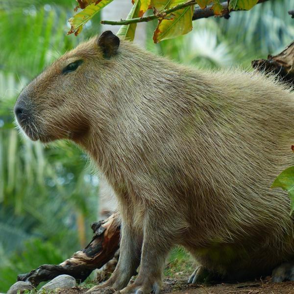 capibara fc
