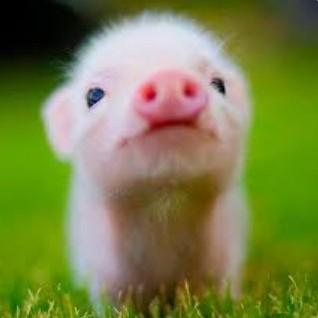 Piggy Moyers