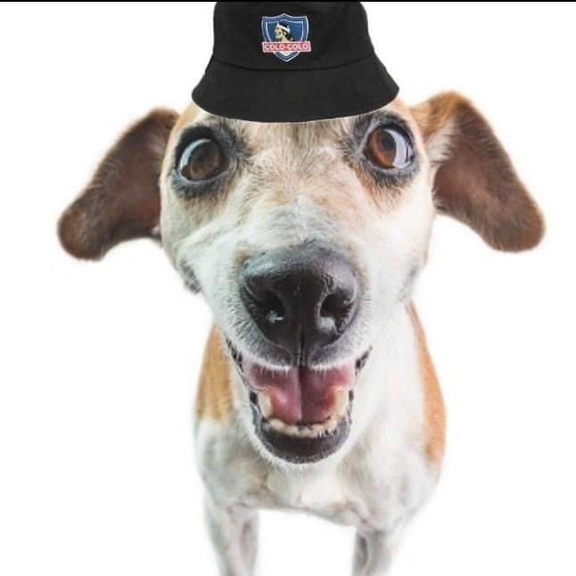 colo colo posting