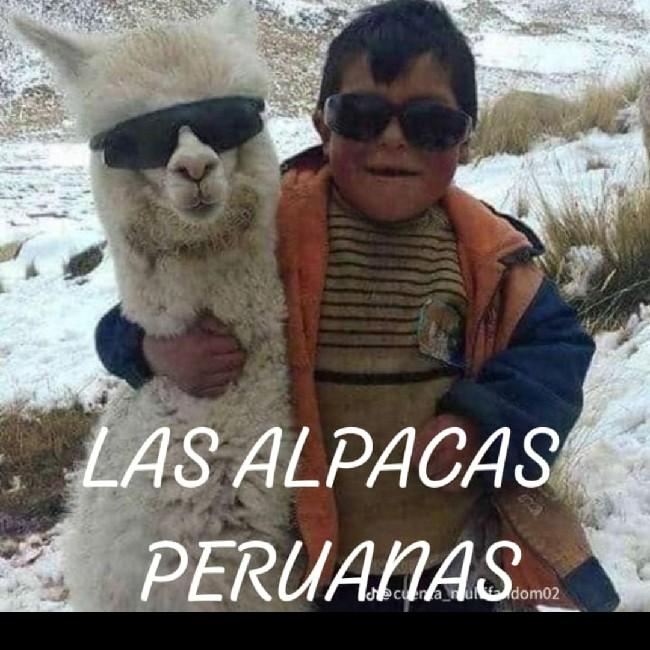 Alpacas Peruanas[Perú]