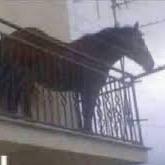 Caballos Munich