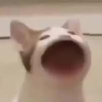 Pop Cat FC
