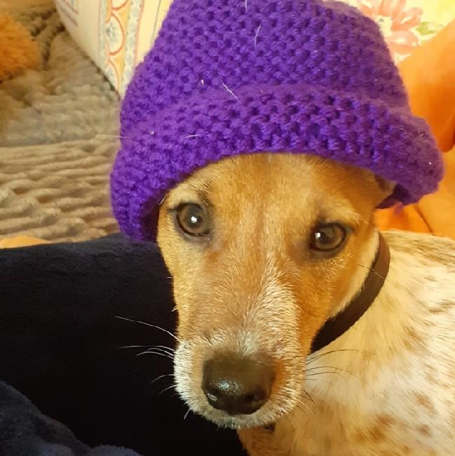 Pancho [F]