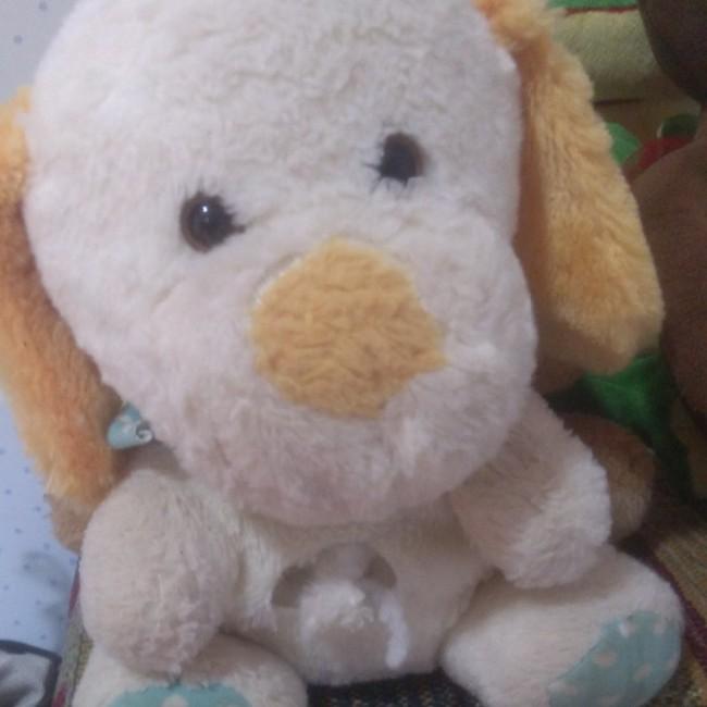 Cachorrinho