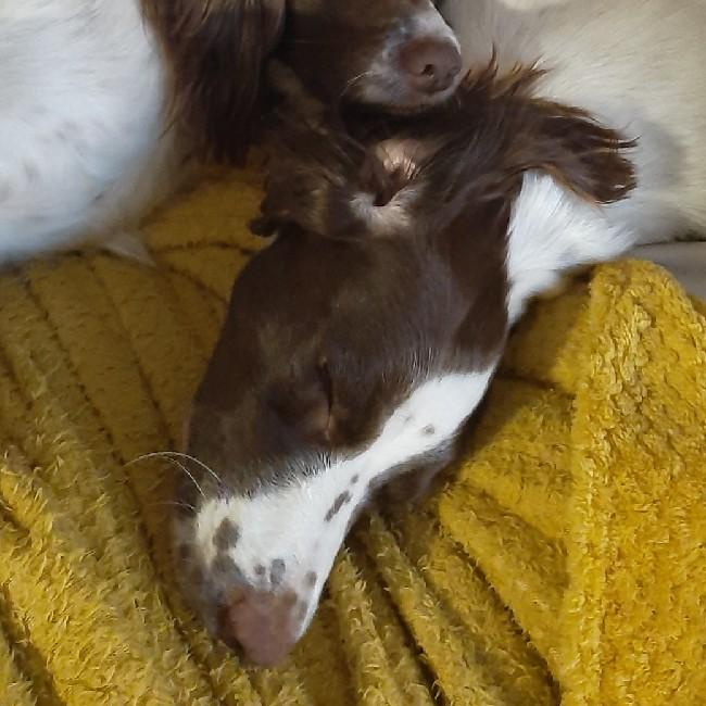 Bonny
