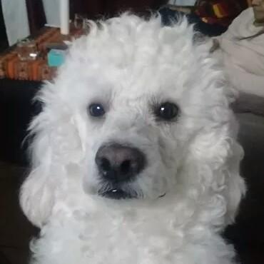 Chatrán