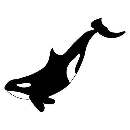 Orca
