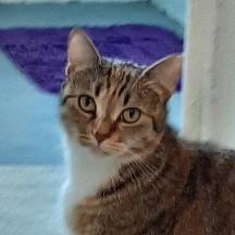 Bella