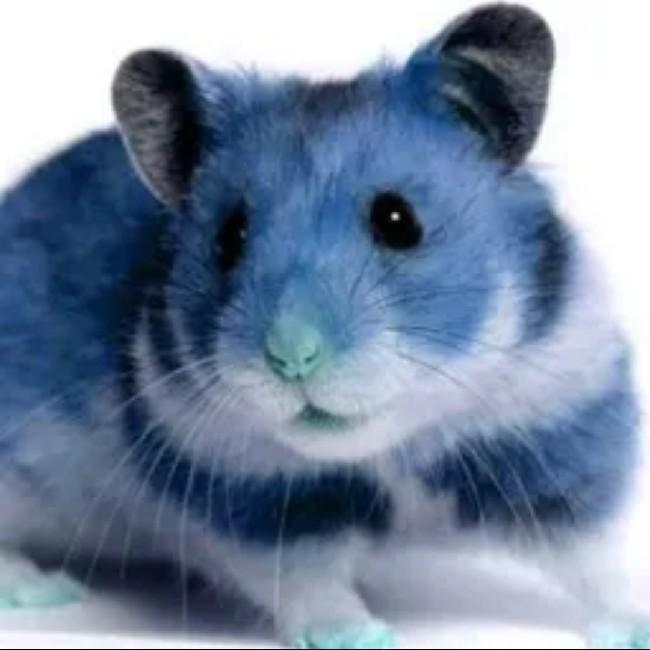 BlueHamster
