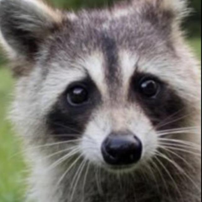 1003 PARE,  GUSTAVO ALEJANDRO