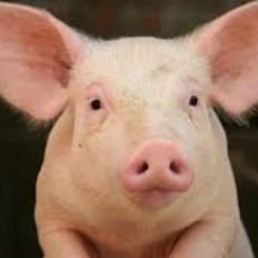 Piggy Moyers
