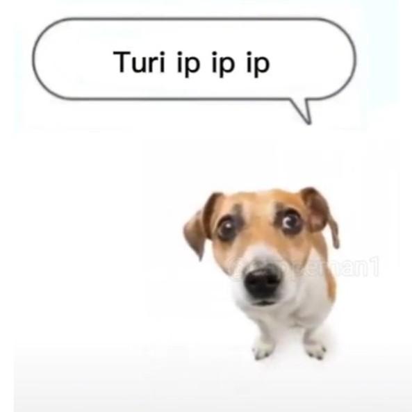 Turip ip ip