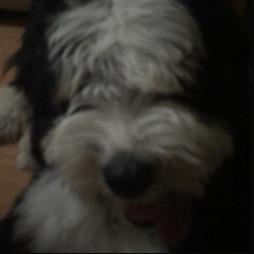 Triki