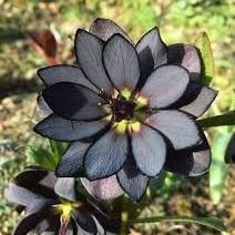 Black Flower