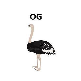 Ostrich Gaming