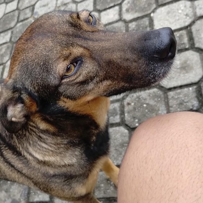 Doguinho de Aparecida