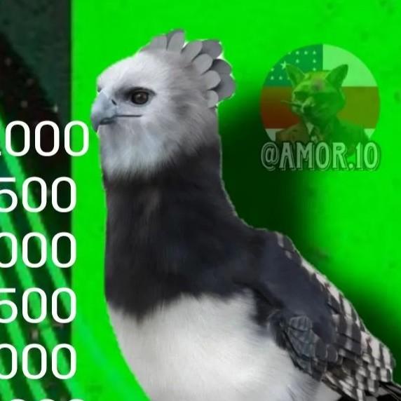 Gavião do Pix