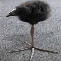 Galo Fudido