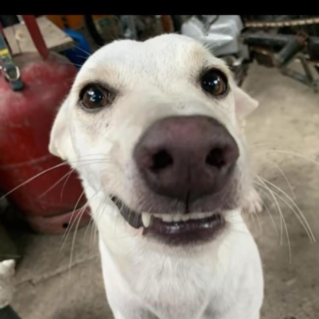 Doguinho sorridente