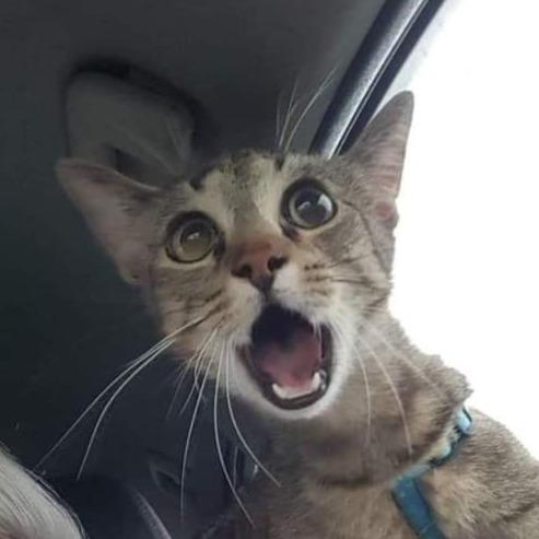 Kok