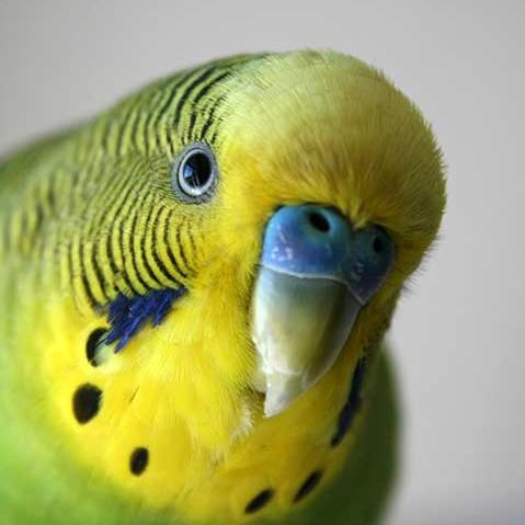 Periquito