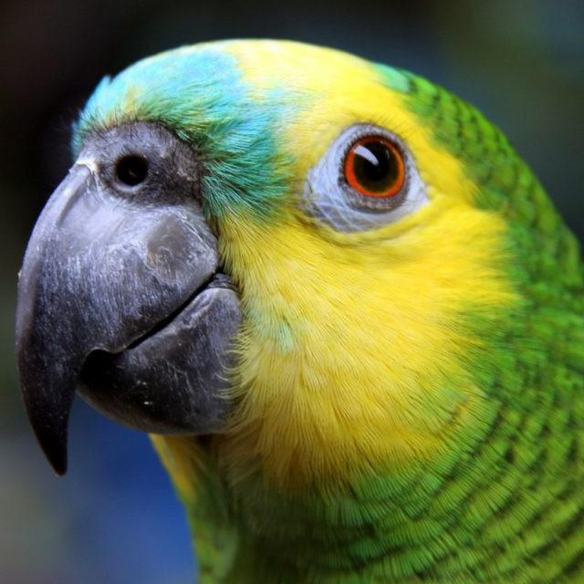 Papagaio