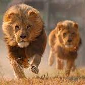 Leones Indomables FC