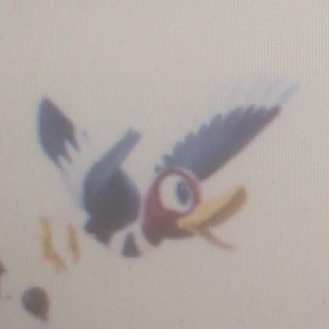 Canard 5