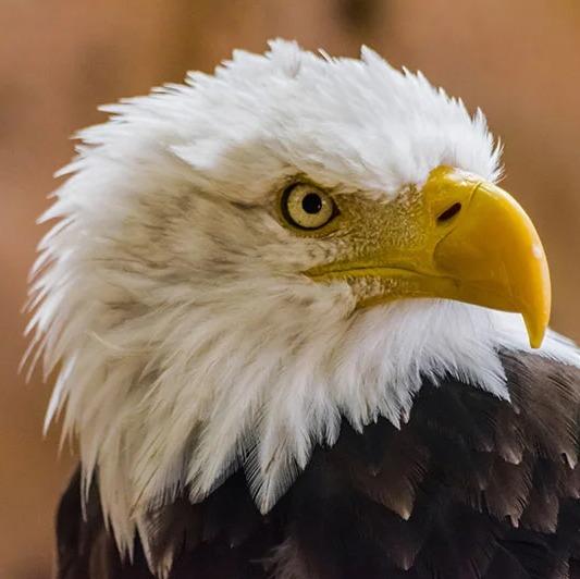 USA A