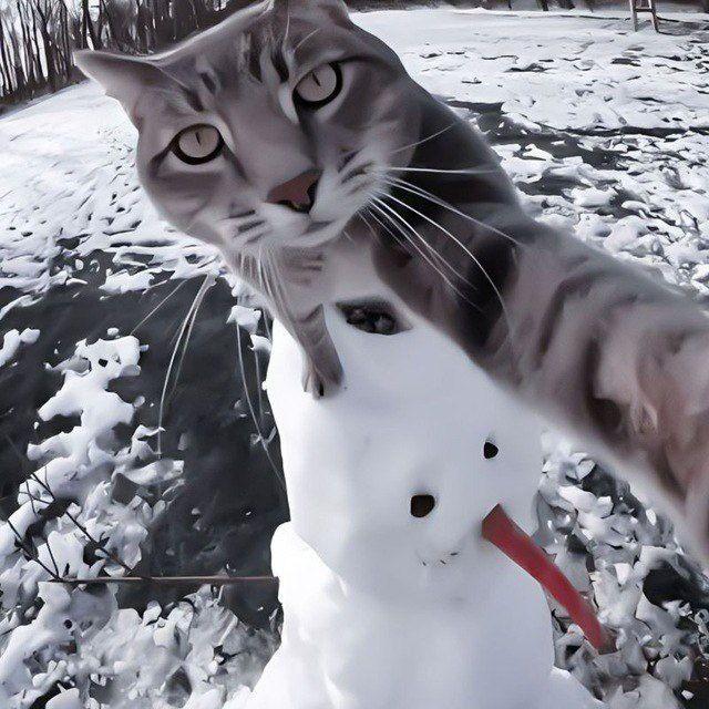 Фит лох