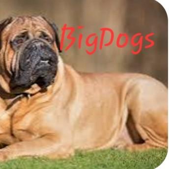 Arizona Bigdogs