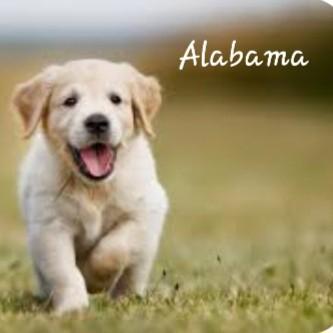 Alabama Puppies