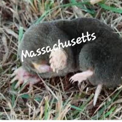 Massachusetts Grey Moles