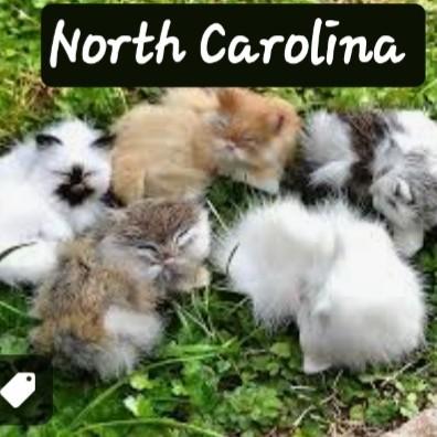 North Carolina Babycats