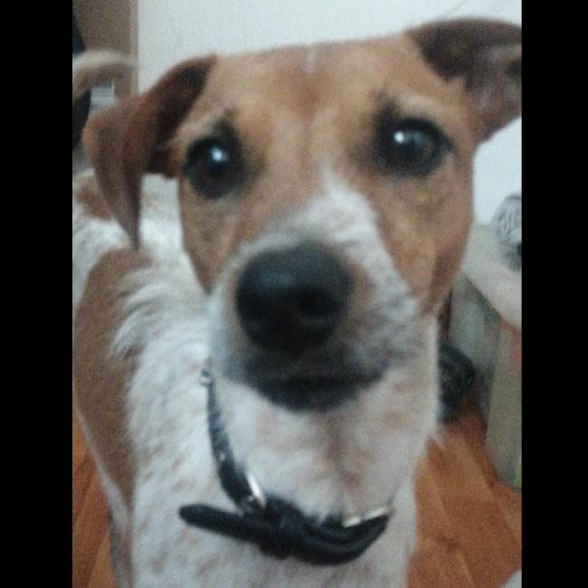 Pancho [F]