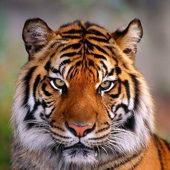 Tigri