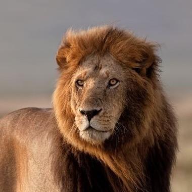 Leoni