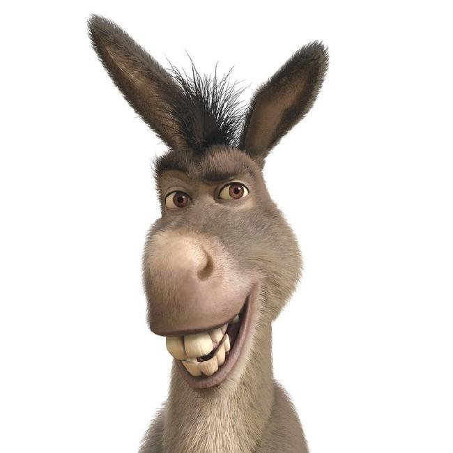 Burro