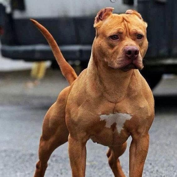 PitBull