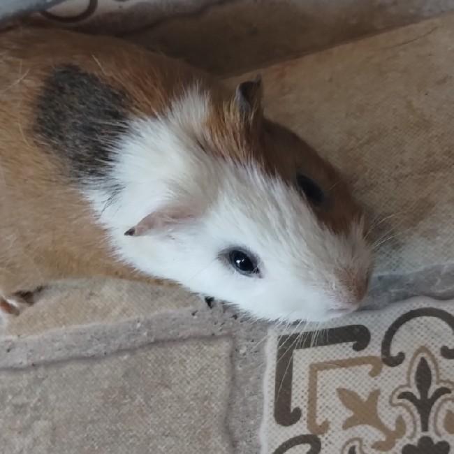 Logan