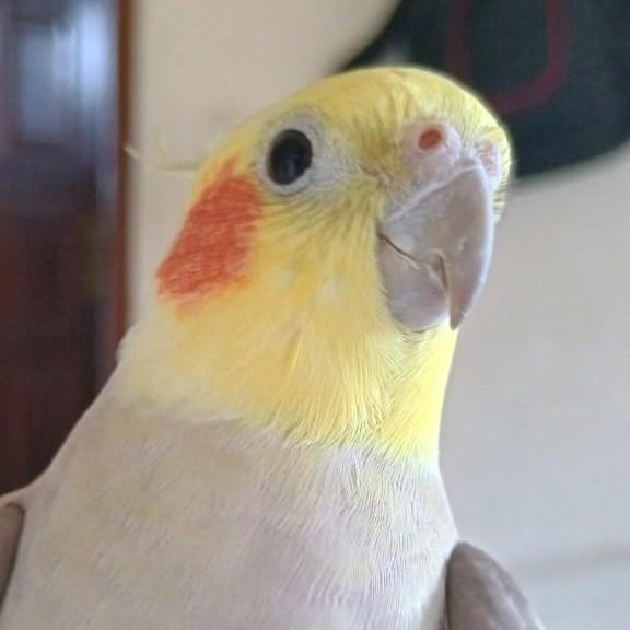 Menguinho